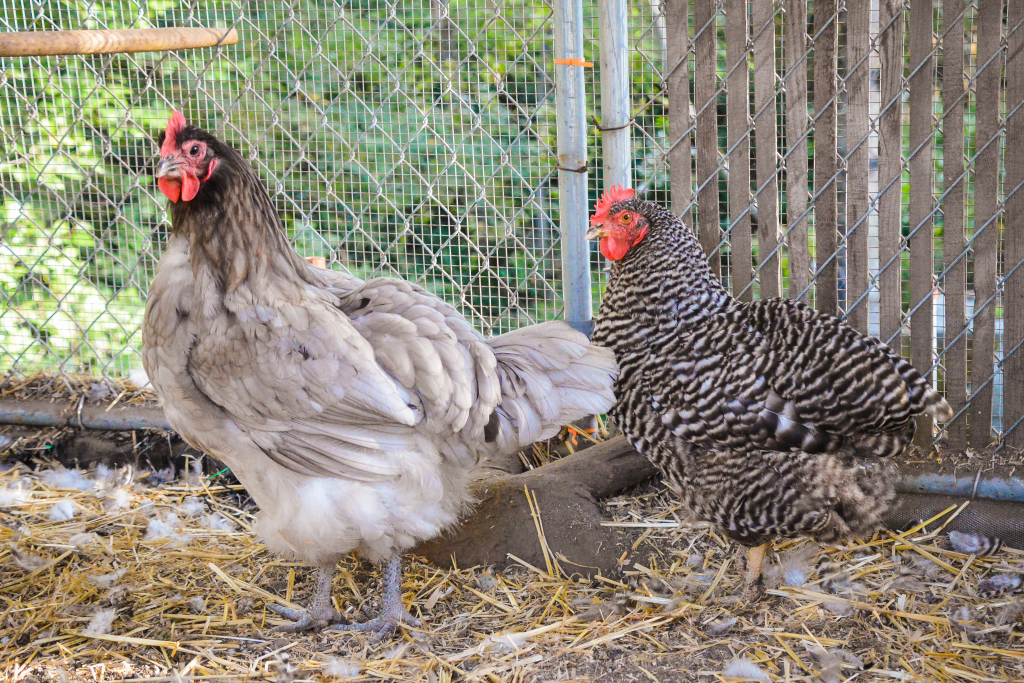 Their Melting! Their Melting! | No, The Chickens Are Molting ...